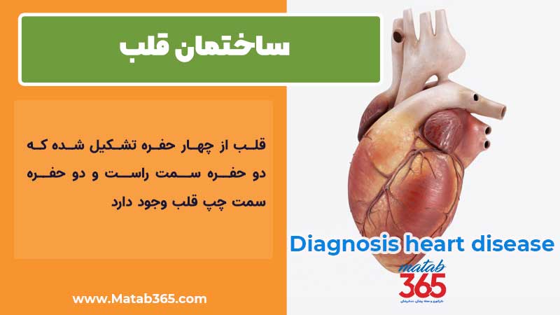 ساختمان قلب