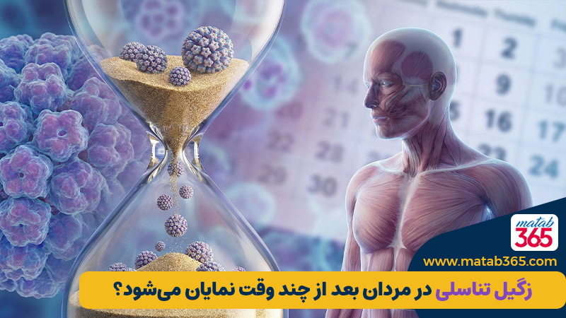 زگیل تناسلی در مردان بعد از چند وقت نمایان می‌شود؟ (جدول زمانی واقعی) | مطب ۳۶۵